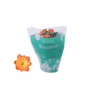 Kalanchoe Rosalina 07cm Don Pedro oranje