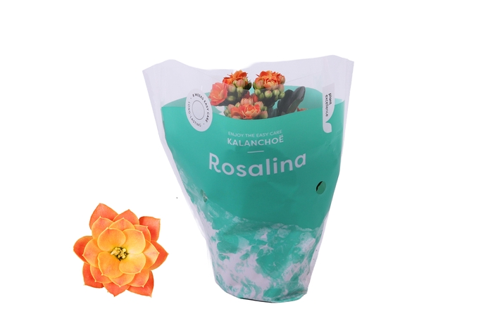 <h4>Kalanchoe Rosalina 07cm Don Pedro oranje</h4>
