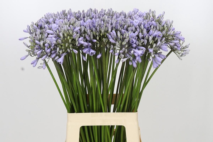 <h4>Agapanthus Silberpfeil</h4>