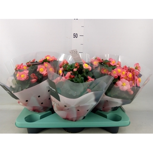 Begonia elat. HL 'Belove Peach'