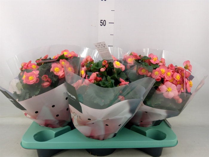 <h4>Begonia elat. HL 'Belove Peach'</h4>