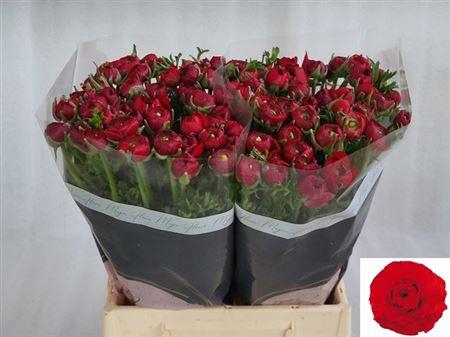 <h4>Ran Extra Red</h4>