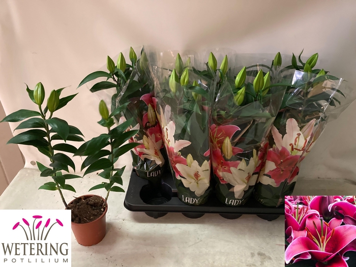 <h4>LIL OR SUNNY KEYS</h4>