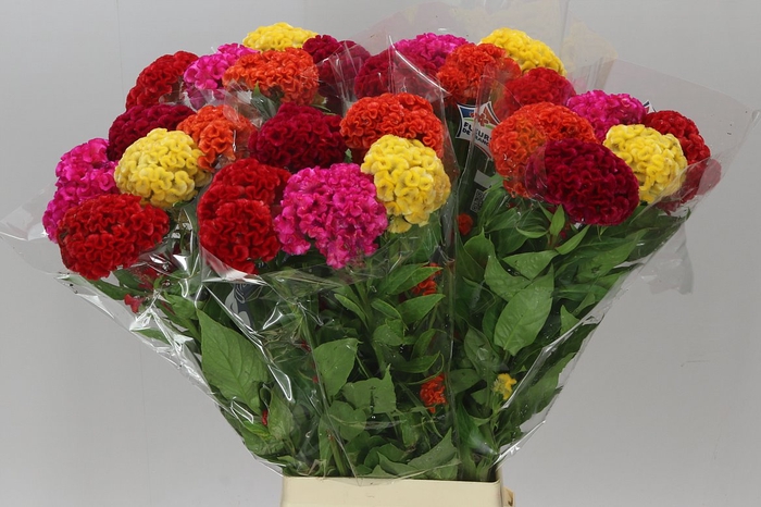 <h4>Celosia C Mixed In The Bunch</h4>