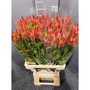 Celosia Celway Orange
