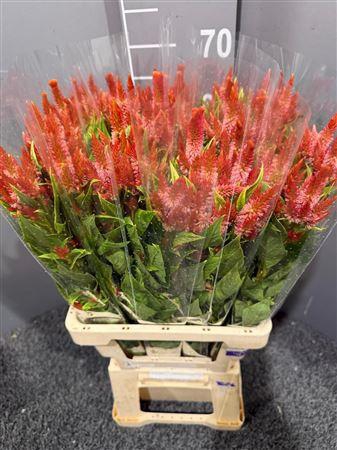 <h4>Celosia Celway Orange</h4>
