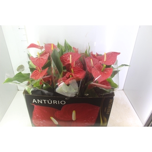 ANTHURIUM MICHIGAN P17 PREMIUM