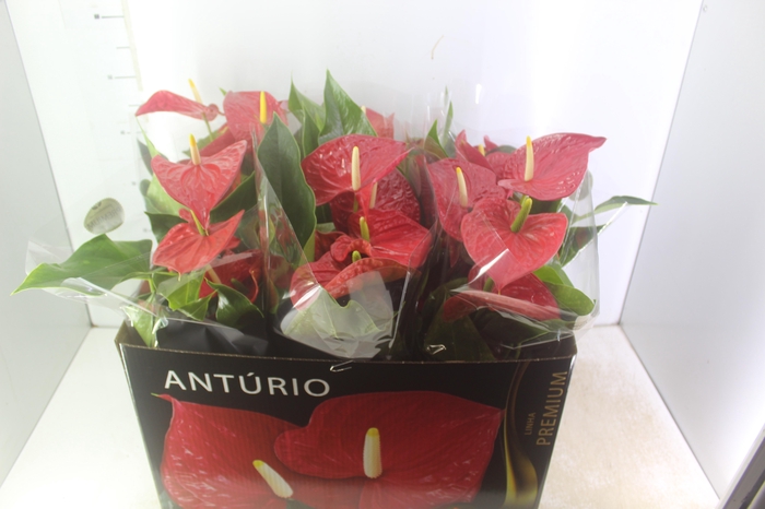 <h4>ANTHURIUM MICHIGAN P17 PREMIUM</h4>