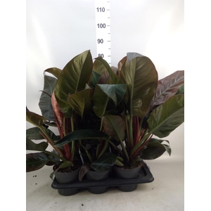 Philodendron  'Imperial Red'