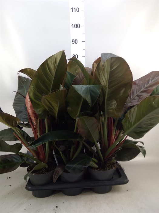 <h4>Philodendron  'Imperial Red'</h4>