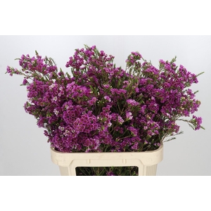 Chamelaucium 'Nina's Delight'