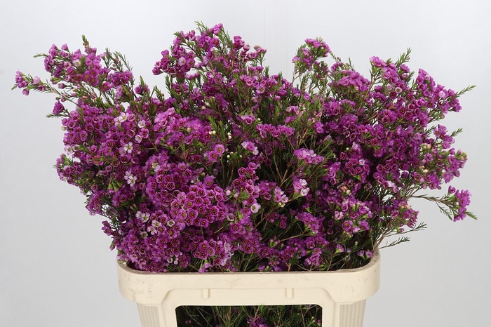 <h4>Chamelaucium 'Nina's Delight'</h4>