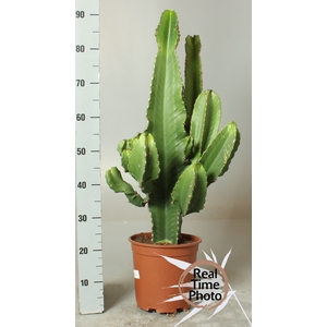 EUPHOR ABYSSINICA