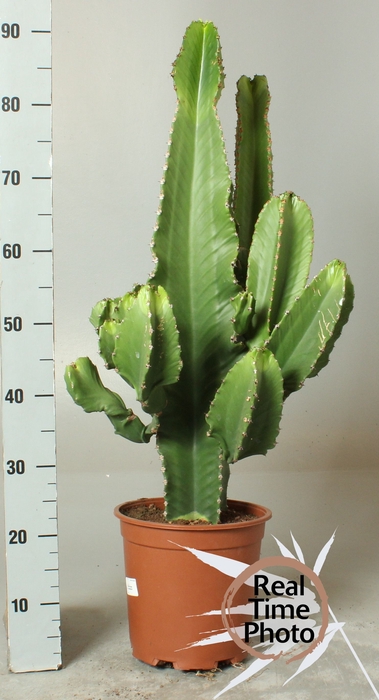 <h4>EUPHOR ABYSSINICA</h4>
