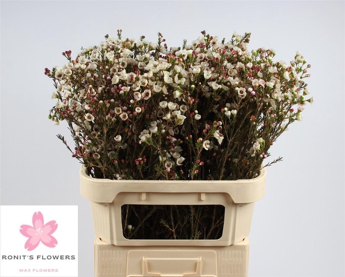 <h4>Chame Moonl Delight</h4>