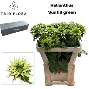 HELI SUNFILL GREEN Big Box 30