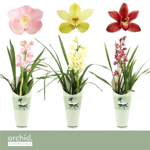 Cymbidium, Mix 1-spike 'Orchid Collection' Potcover