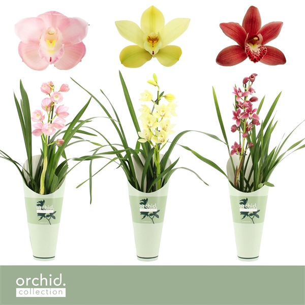 <h4>Cymbidium, Mix 1-spike 'Orchid Collection' Potcover</h4>