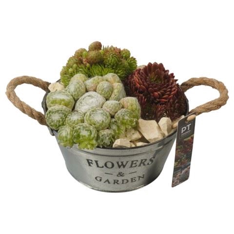 <h4>Arr.  Sempervivum L%</h4>