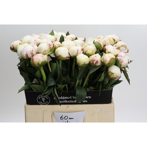 Paeonia Mary E. Nicholls