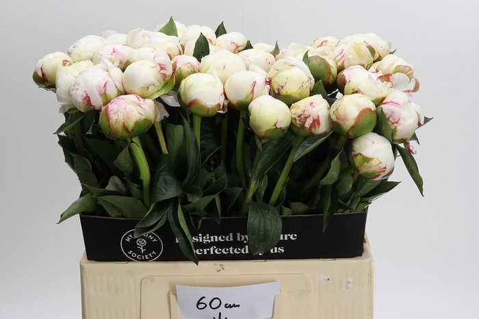 <h4>Paeonia Mary E. Nicholls</h4>