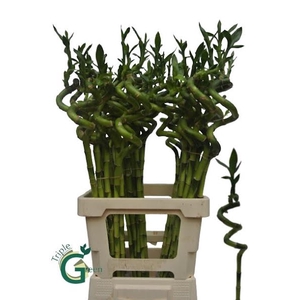 Dracena Lucky Bamboo Spiraal Triple