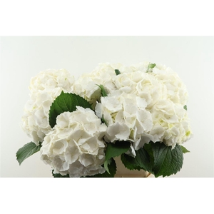 Hydr M White Verena 60-19