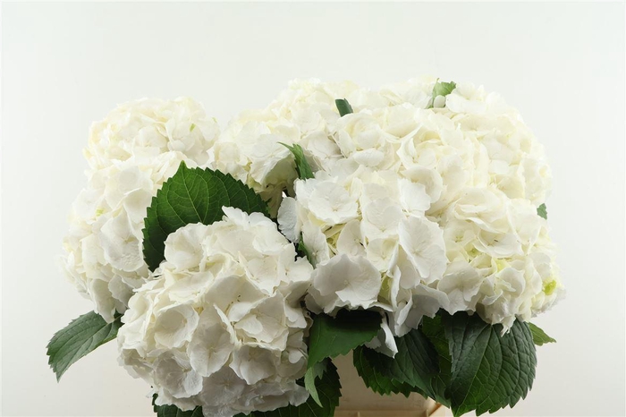 <h4>Hydr M White Verena 60-19</h4>