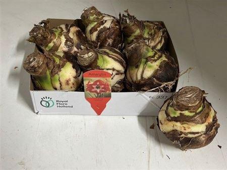 <h4>Bloembol Hippeastrum</h4>