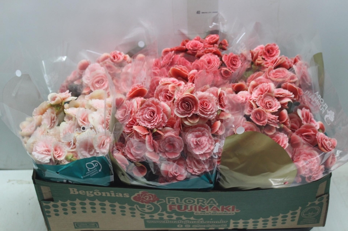 <h4>BEGONIA BORIAS P15</h4>