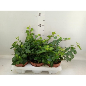 Hedera helix 'Wonder'