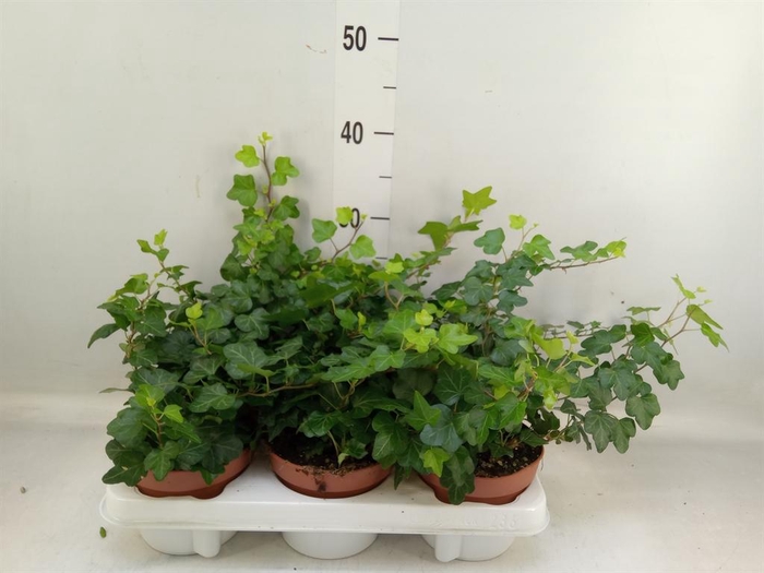 <h4>Hedera helix 'Wonder'</h4>