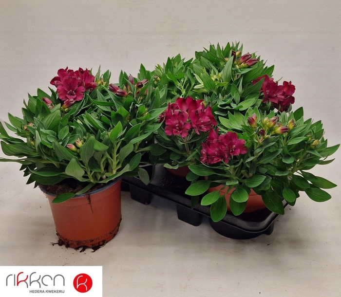 <h4>ALST INTI DA PURPLE</h4>