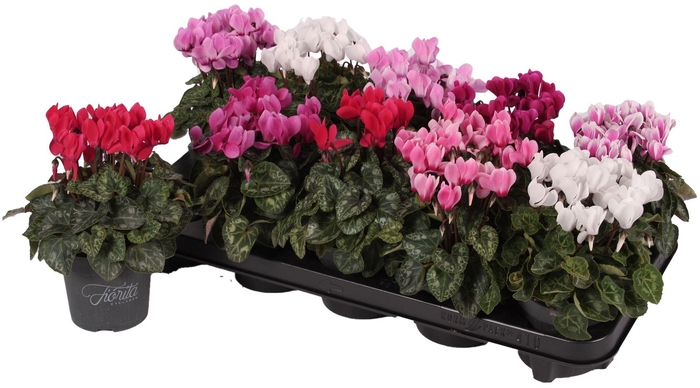 <h4>Cyclamen KL 'Verano'</h4>