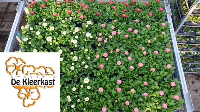 <h4>Bellis Perennis Mixk 1 Kleur Per Tray</h4>