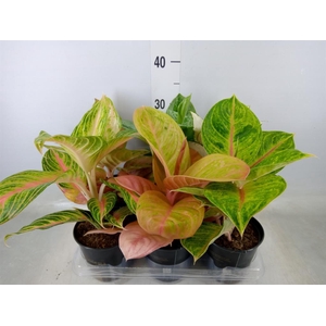 Aglaonema   ...