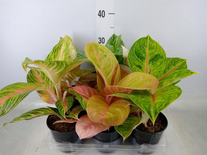 <h4>Aglaonema   ...</h4>