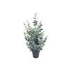 Eucalyptus Plant in Pot Green PP550012GRN