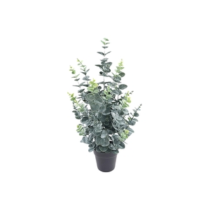 Eucalyptus Plant in Pot Green PP550012GRN