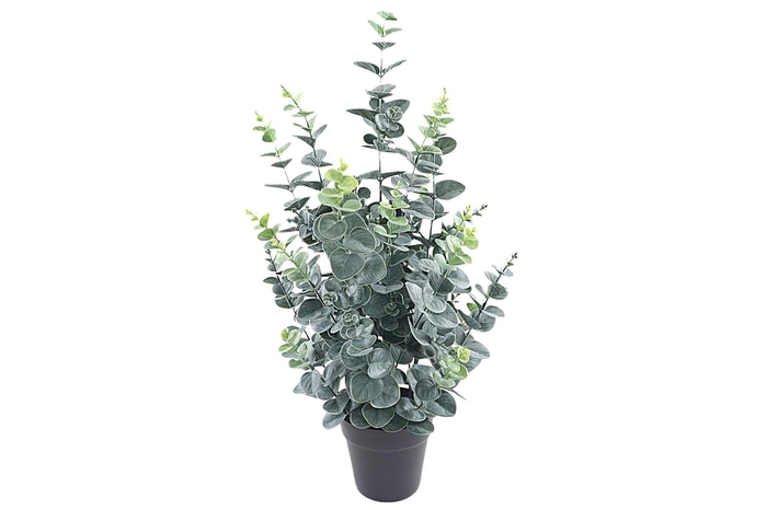 <h4>Eucalyptus Plant in Pot Green PP550012GRN</h4>