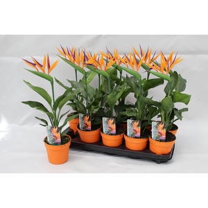 Strelitzia reginae