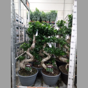 Ficus microcarpa 'Ginseng'