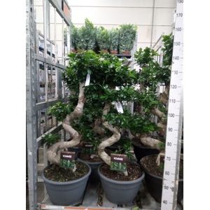 Ficus microcarpa 'Ginseng'