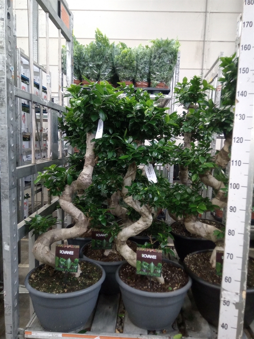 <h4>Ficus microcarpa 'Ginseng'</h4>