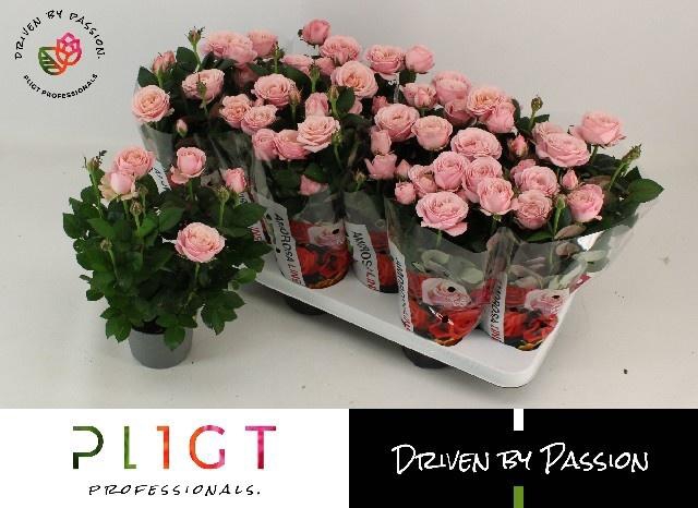 <h4>RO INF PRINCESS</h4>