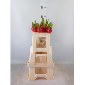 Hyacinthus   ...flowerbulbs