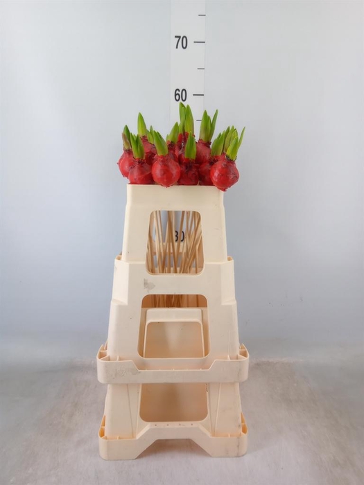 <h4>Hyacinthus   ...flowerbulbs</h4>