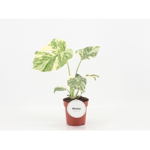Monstera Creme Brulee