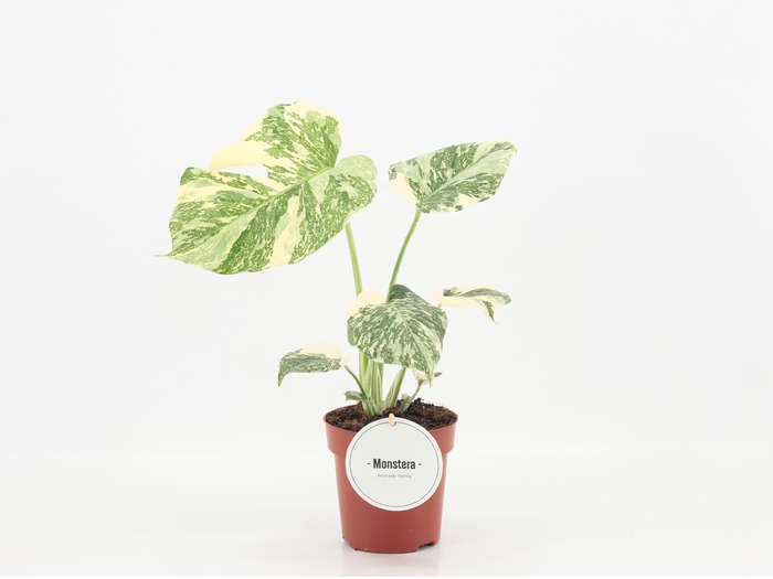 <h4>Monstera Creme Brulee</h4>