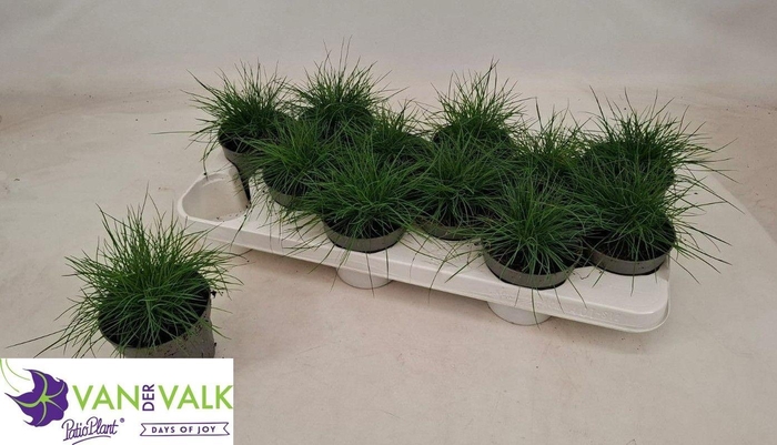 <h4>FEST GLAUCA</h4>